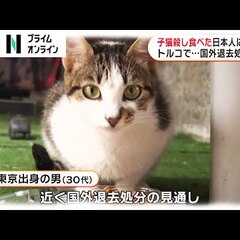 怖い トルコで子猫5匹を食べた東京出身の30代男 無職 日本では猫を食べる習慣がある と笑いながら供述 まとめダネ
