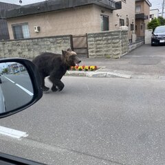 【クマ】札幌市 東区…