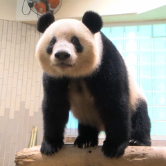 【上野動物園】パンダ…
