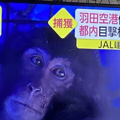 羽田空港に猿出没 顔…