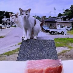 【ドッキリGP】猫島…
