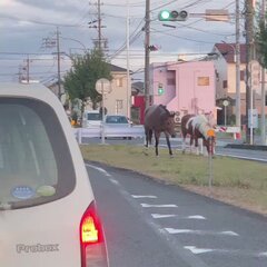 【動画】愛知で馬が脱…