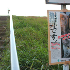 江戸川河川敷で地域猫…